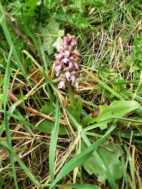 barlia robertiana (provincia SP)